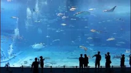 Най - големият аквариум в света - красива гледка 