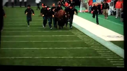Откачени американци разхождат бизон по време на футболен мач! 