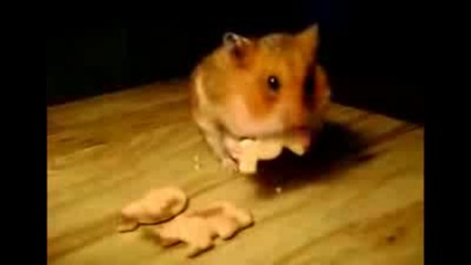 Сладко Животинче 