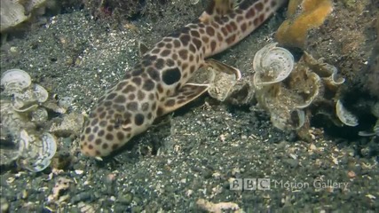 Красивото морско дъно