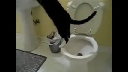 Котките и тяхната култура! 