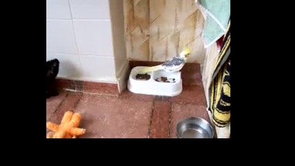 Само Да Порастна...