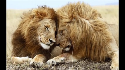 Lion's Heart Productions - Running Free