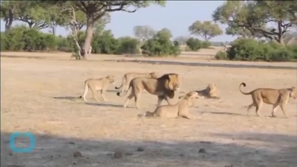 Dentist Who Killed Cecil the Lion Faces Calls for Prosecution