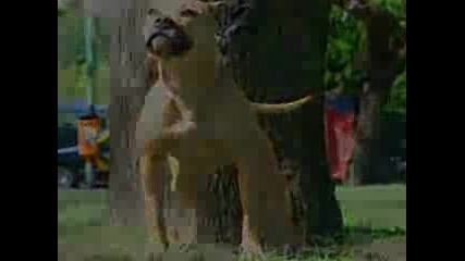 pit buul 