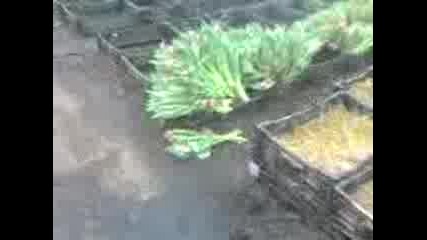 Uranjeriqta.3gpnocton Farm 2006