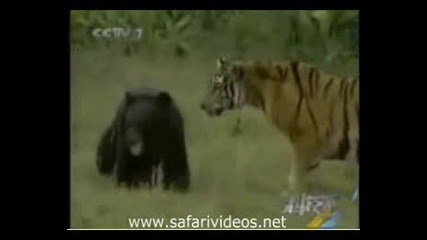 Tiger Attack