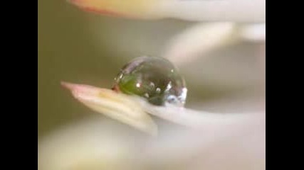 Dewdrops - Oliver Shanti