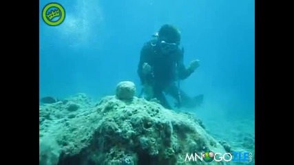 Много луд водолаз