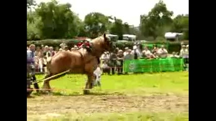 belgium draft horse 