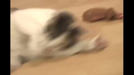 Cat getting high from catnip 