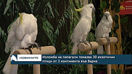 Изложба на папагали показва 30 екзотични птици от 3 континента във Варна