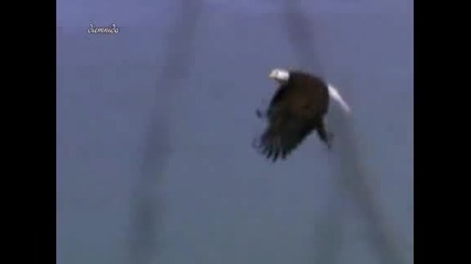 eagle