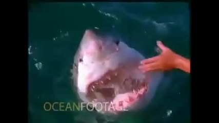 Човек гали акула!!!