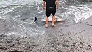 Бедстващо делфинче на плажа Кастро Бийч в Царево