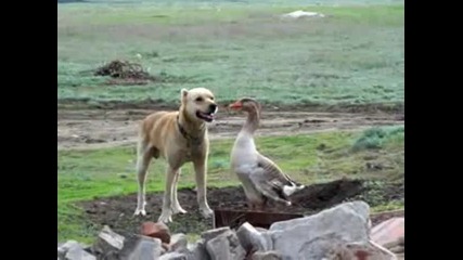 Куче против гъска
