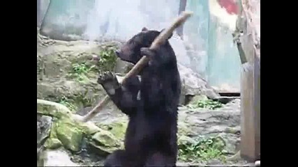 Kung Fu Bear