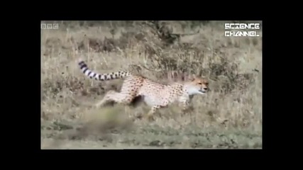 Бойното поле на природата : Гепардът,върховният хищник