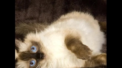 малки сладки котенца