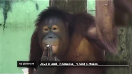 Тори - Орангутан пристрастен към цигарите