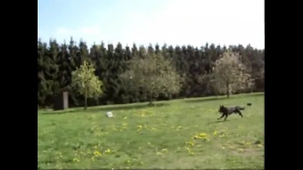 Немска Овчарка