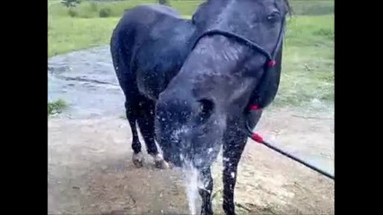 Смешно Кон пие вода от маркуч 