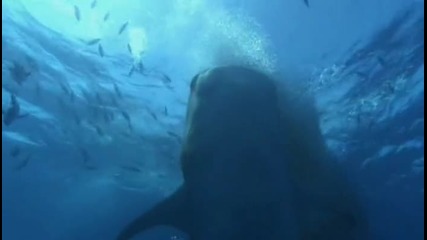 Sem - Ocean (video edit 2010)