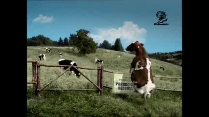 Реклама - Крава Бяга От Плен
