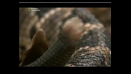 Най - Опасните Животни В Света - Змии -Коста Рика
