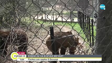 Мечките в парка в Белица се събудиха от зимен сън