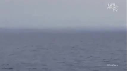 Whale Wars season 4 - The Devils Icebox Part 3_(360p)-4