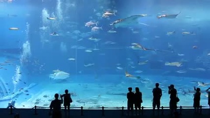 Най - големия аквариум в света 