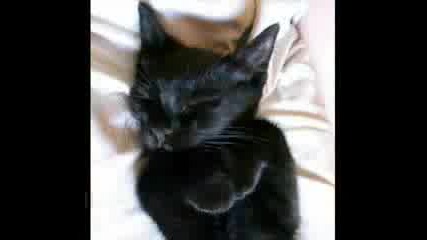 Sweet Slumber