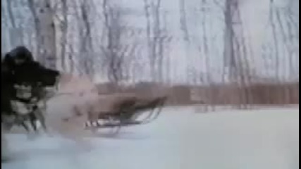 Iron Will - Stronger (siberian Husky sled dogs) 