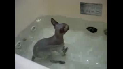 Котката която обича водата 100% смях 