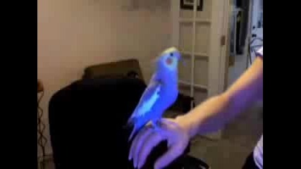 Beatboxing Parrot