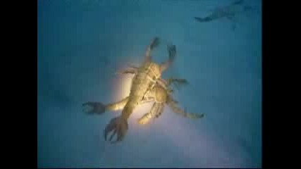 Sea Monsters 1 - Sea Scorpions