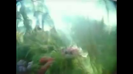crazy town - butterfly 