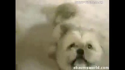 Funny Talking Dogs