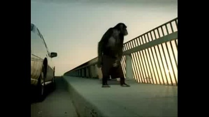 Реклама На trunk Monkey