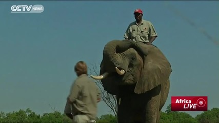 Обучен слон надушва тротил