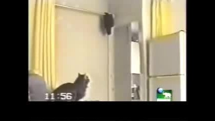 Cat Story