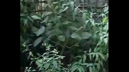 Yanni - Butterfly Dance