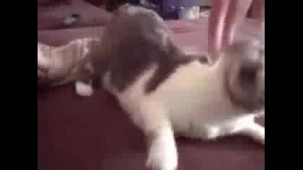 Котянци Сладур