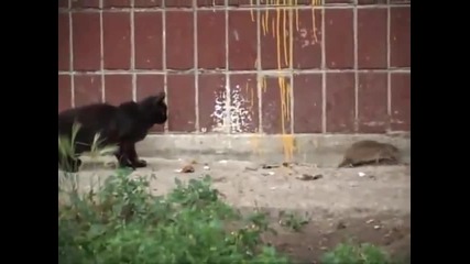 1 Плъх срещу 4 Kотки