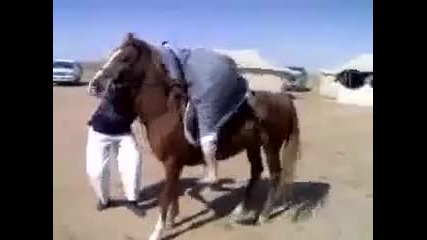Кой е по - виновен арабинът или конят