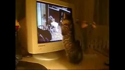 Котенце Гледа Други Котки на Екрана 