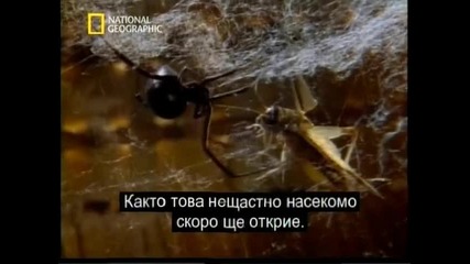 Паяците. Смъртоносна Любов 7(превод)