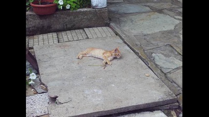 Tom 