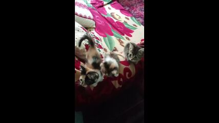 Три малки сладки котенца